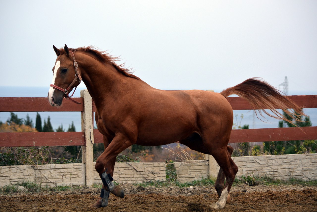 gH1mH-HVoK8.jpg