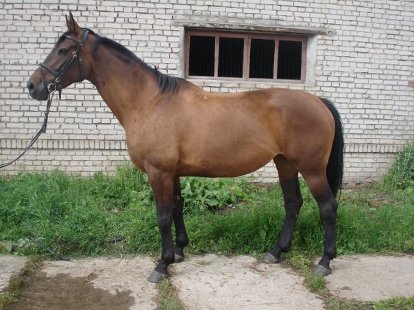 Гильза.jpg