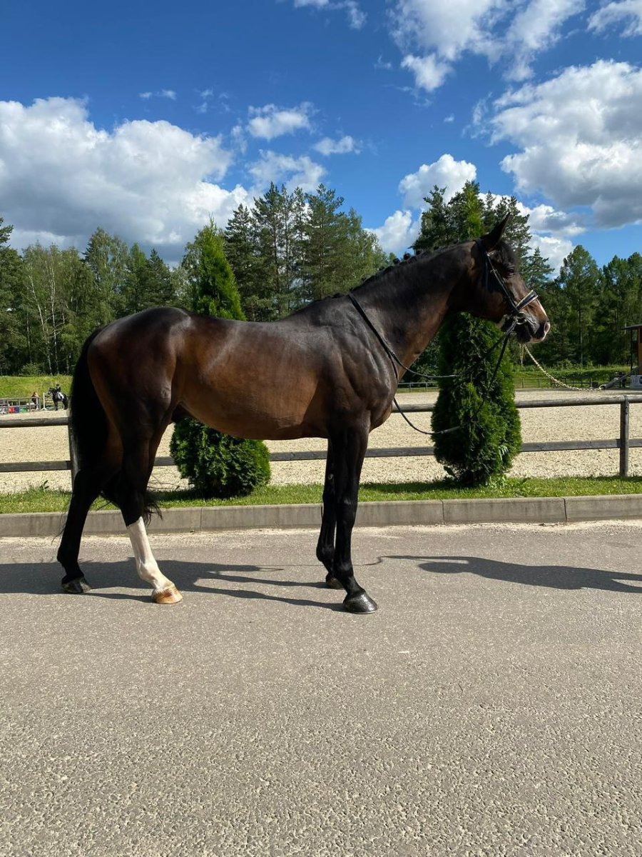 голштин алмазово.jpg