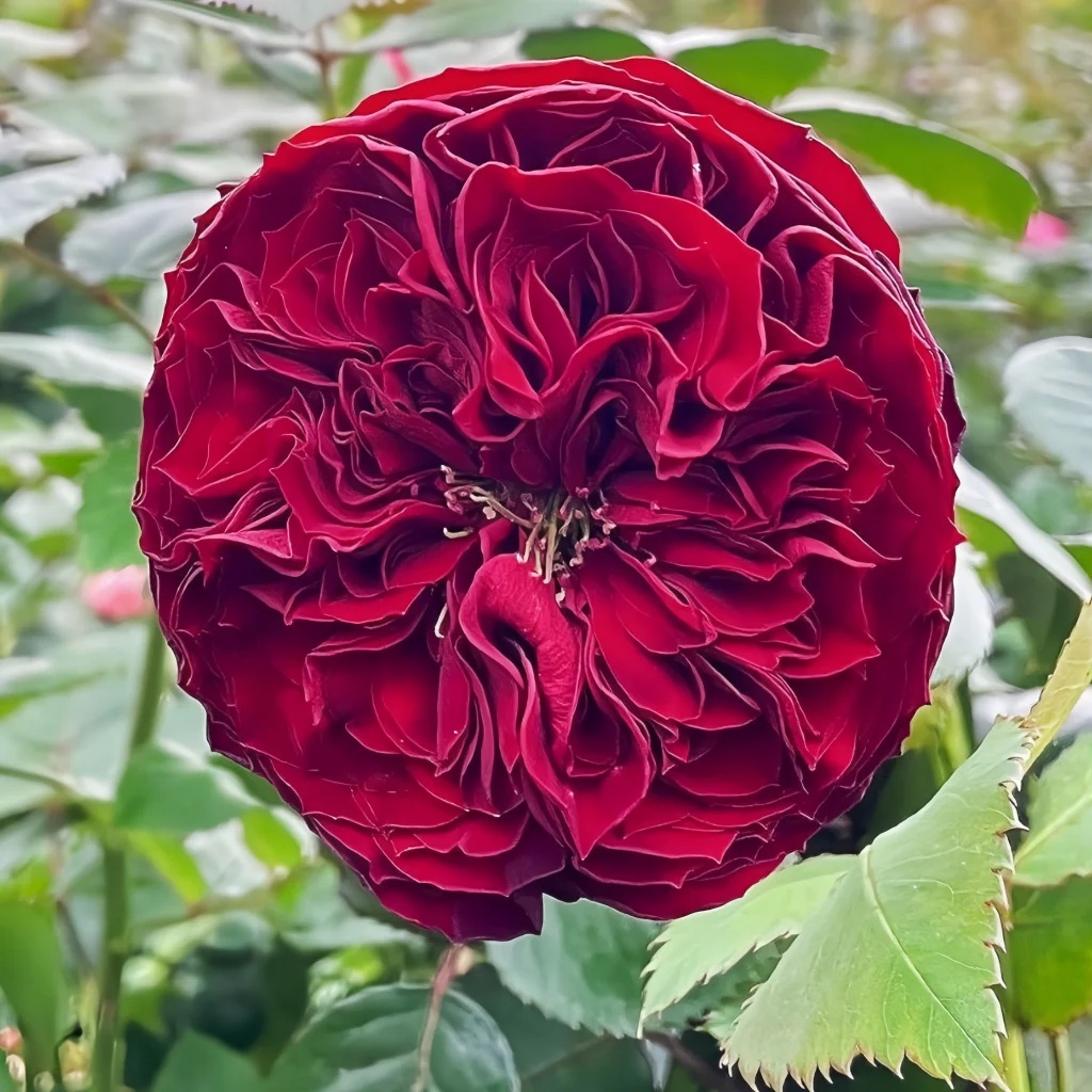 GrandJubileeRose01.jpeg
