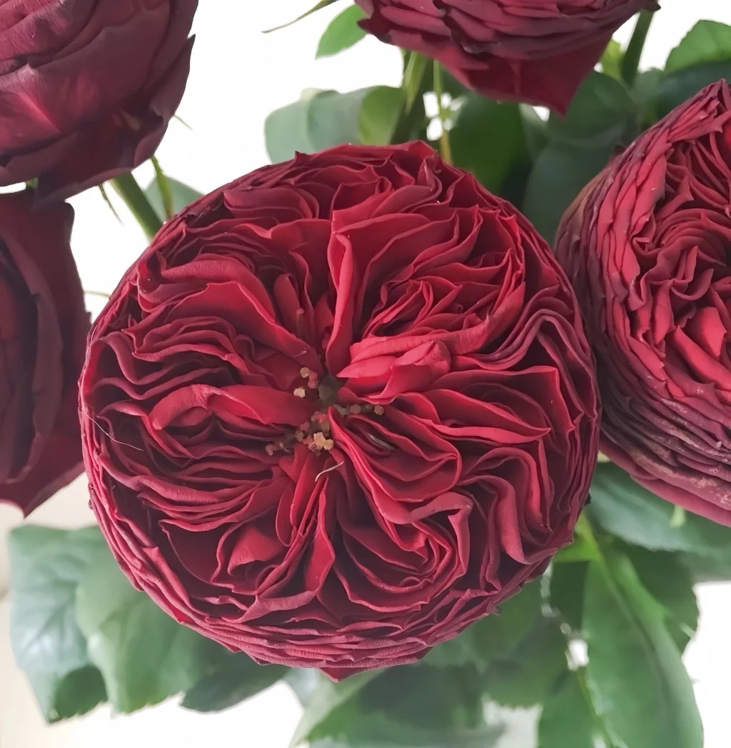 GrandJubileeRose03.jpeg