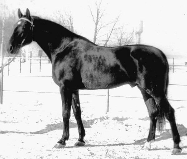 Great Lullwater 1955.jpg