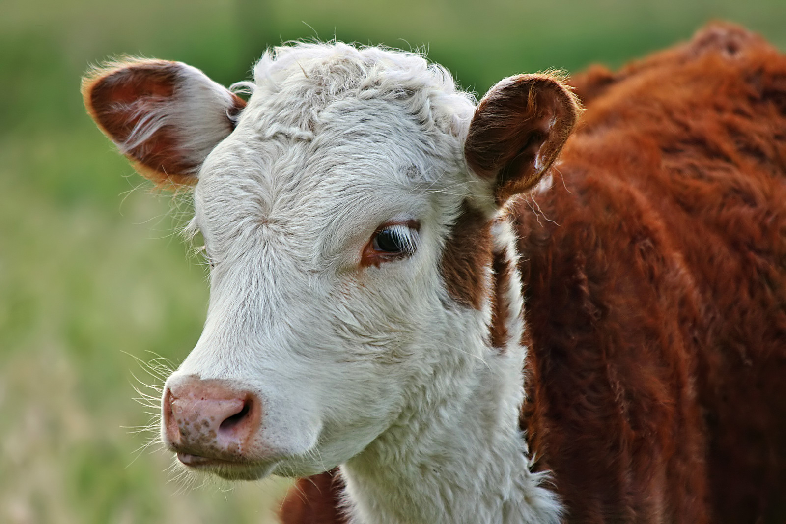 Hereford_Calf_Portrait,_SC,_Vic,_13.10.2007_edit.jpg