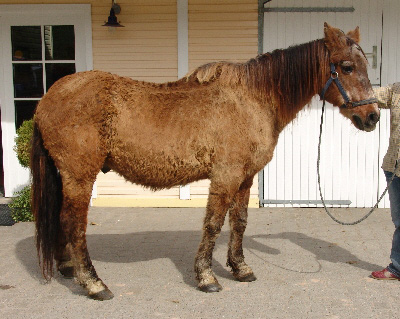 hestcushingdisease.jpg