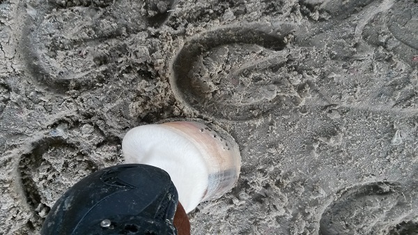 hoof.jpg