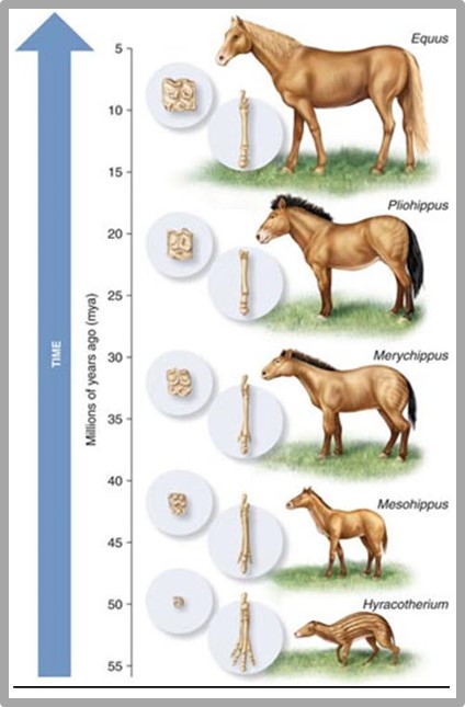 horse-evolution.jpg