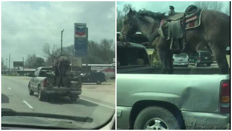 horse-in-pickup-texas.jpg