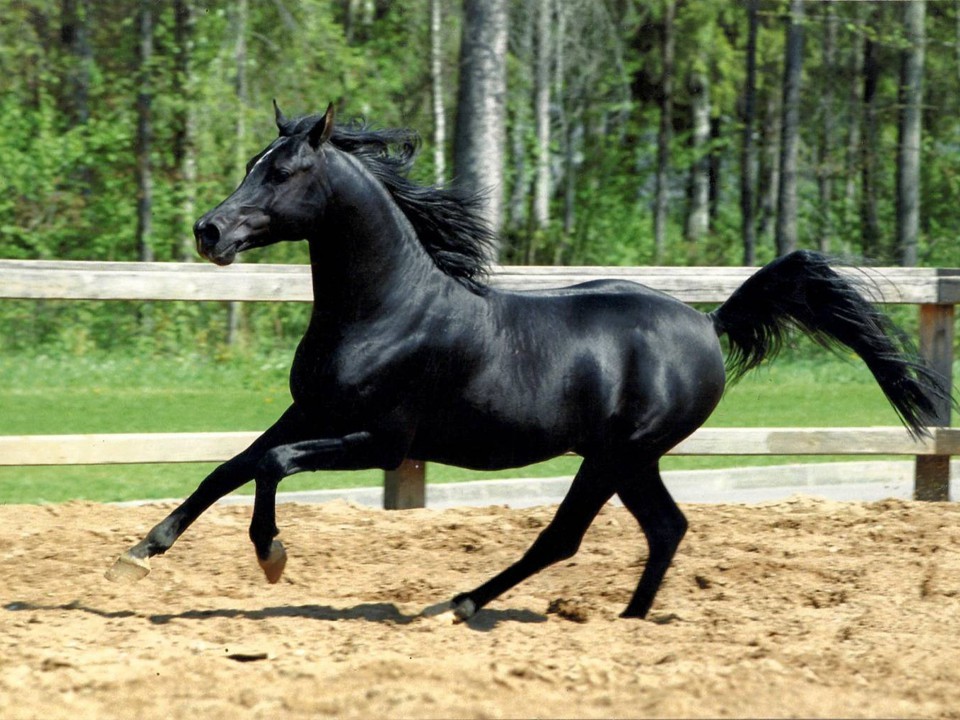 Horse1.jpg