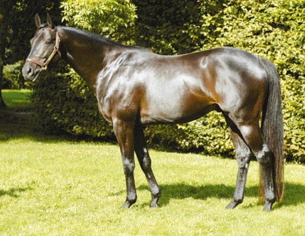 Horse_Sagacity-_2big.jpg