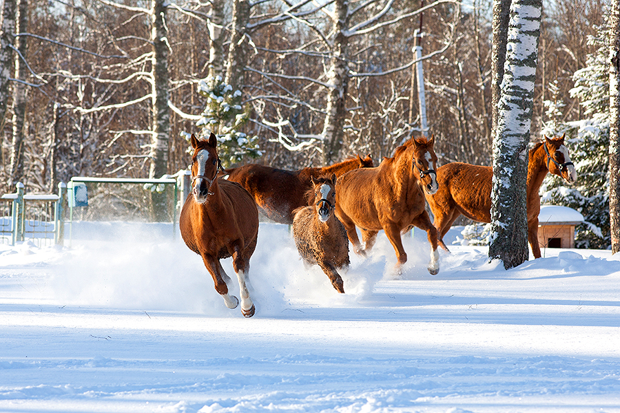 horses-3866-1.jpg