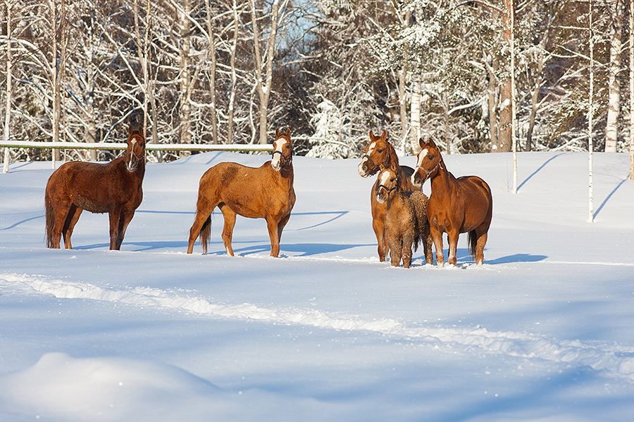 horses-3946-1.jpg