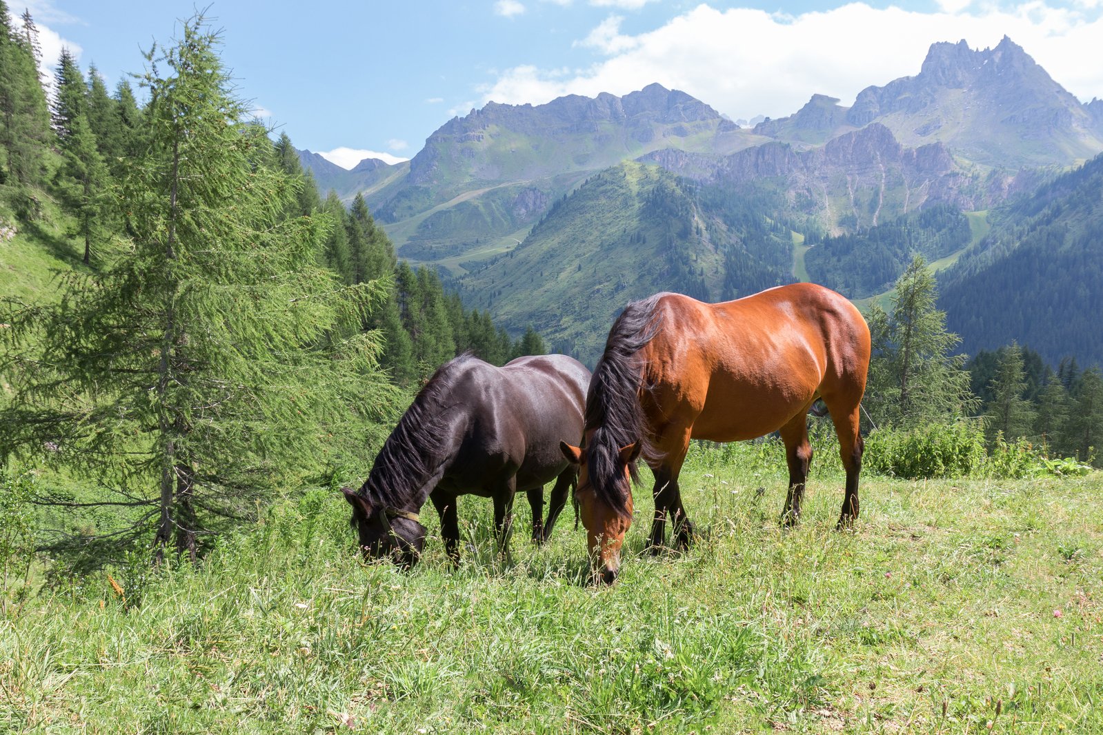 horses-in-the-pasture-1639264.jpg