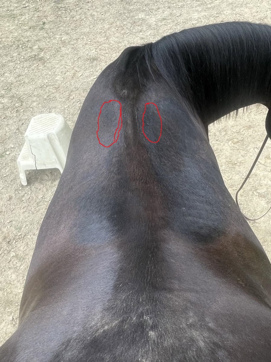 how-do-these-sweat-marks-look-read-description-v0-vfrj106la1kf1.jpg