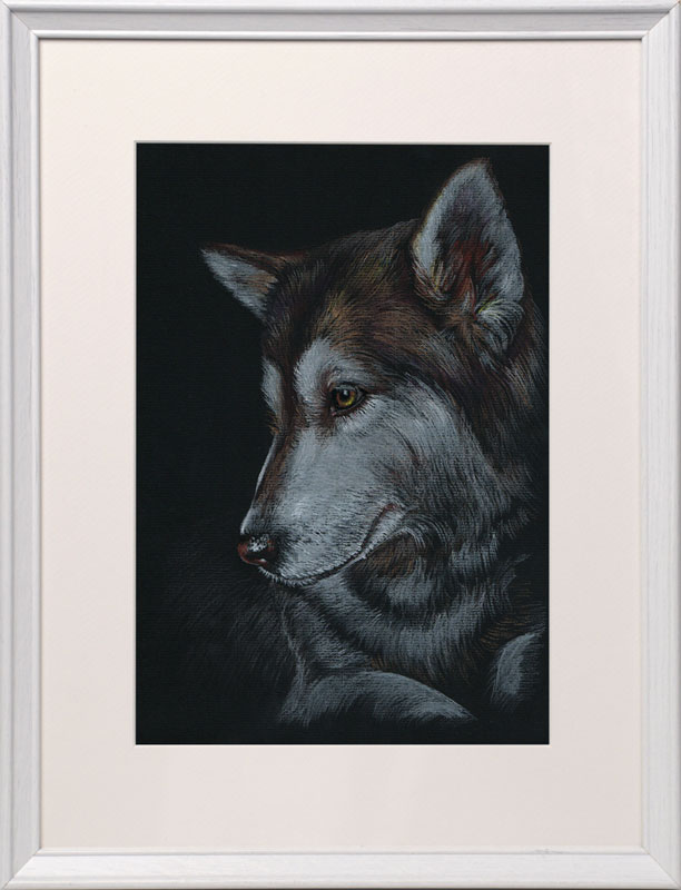 husky-1.jpg