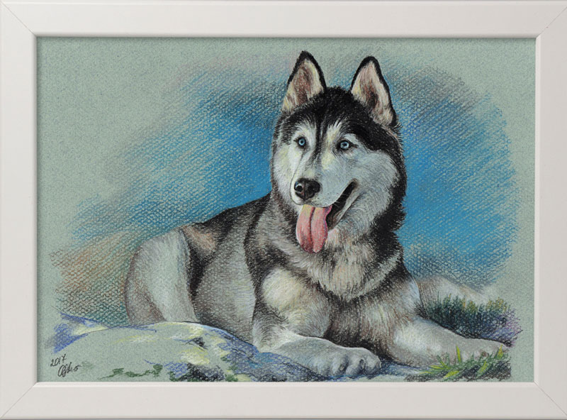 Husky_2-1.jpg