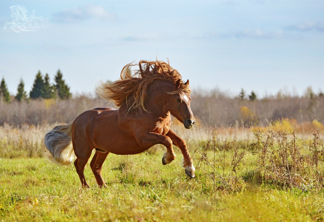Побежал по земле. Конь бежит. Лошадь бегает. Конь бежит земля дрожит. Лошадь бежит по земле.