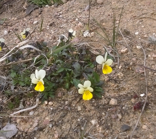 IMAG0946_064014361916_509x452.jpg