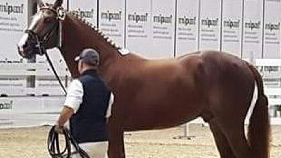image.jpg?f=detail_558&h=720&w=1280&$p$f$h$w=d5eb06a.jpeg