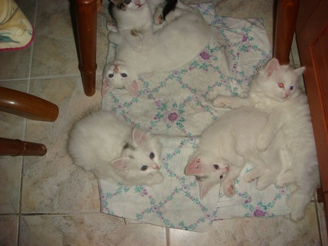 image.jpg