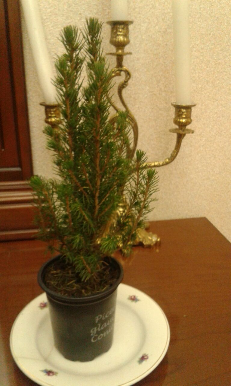 Должностная инструкция начкона