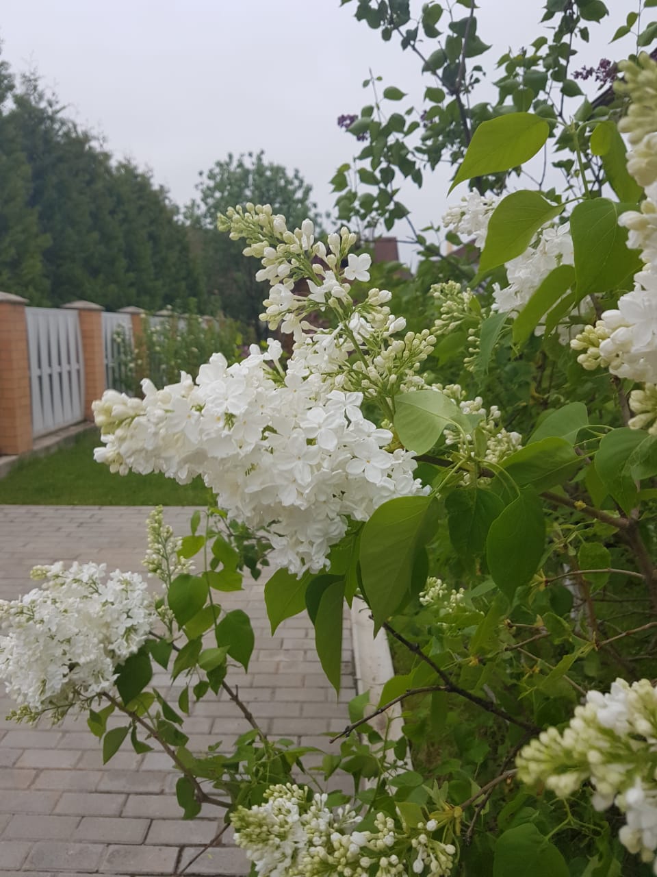IMG-20180519-WA0013.jpg