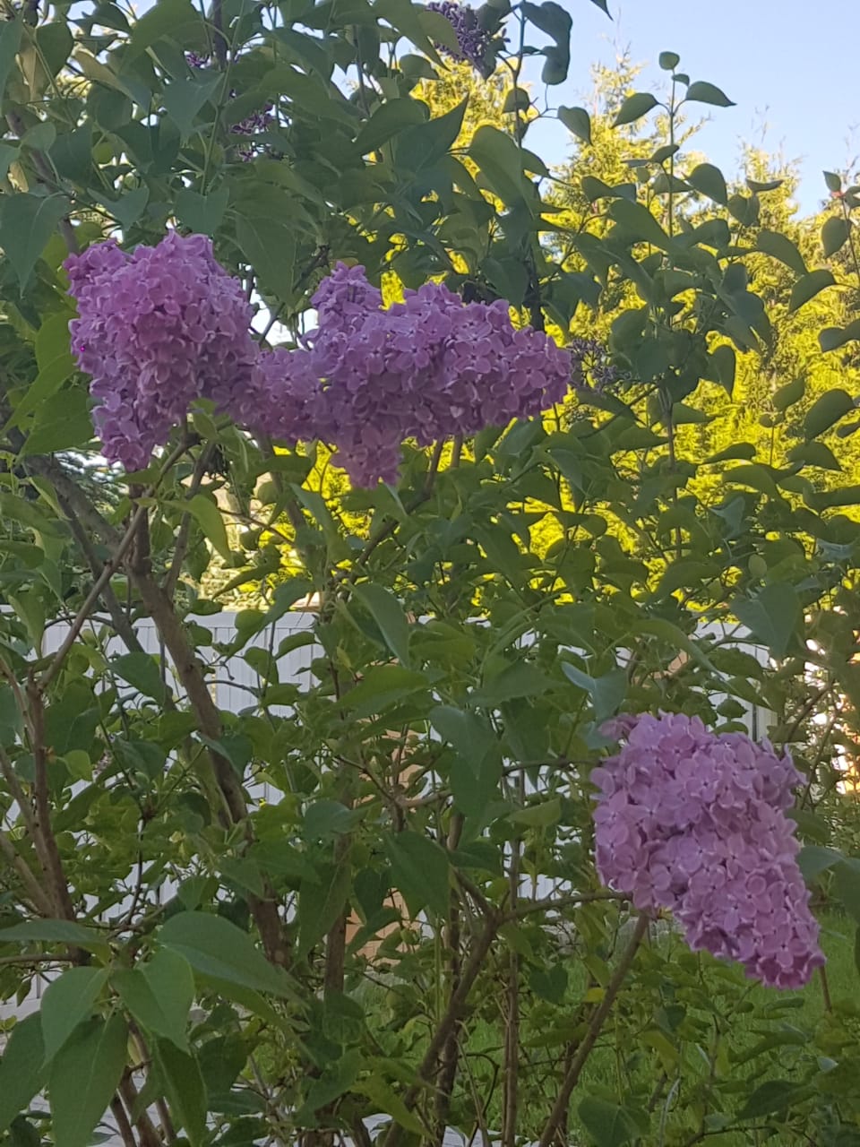 IMG-20180526-WA0005.jpg