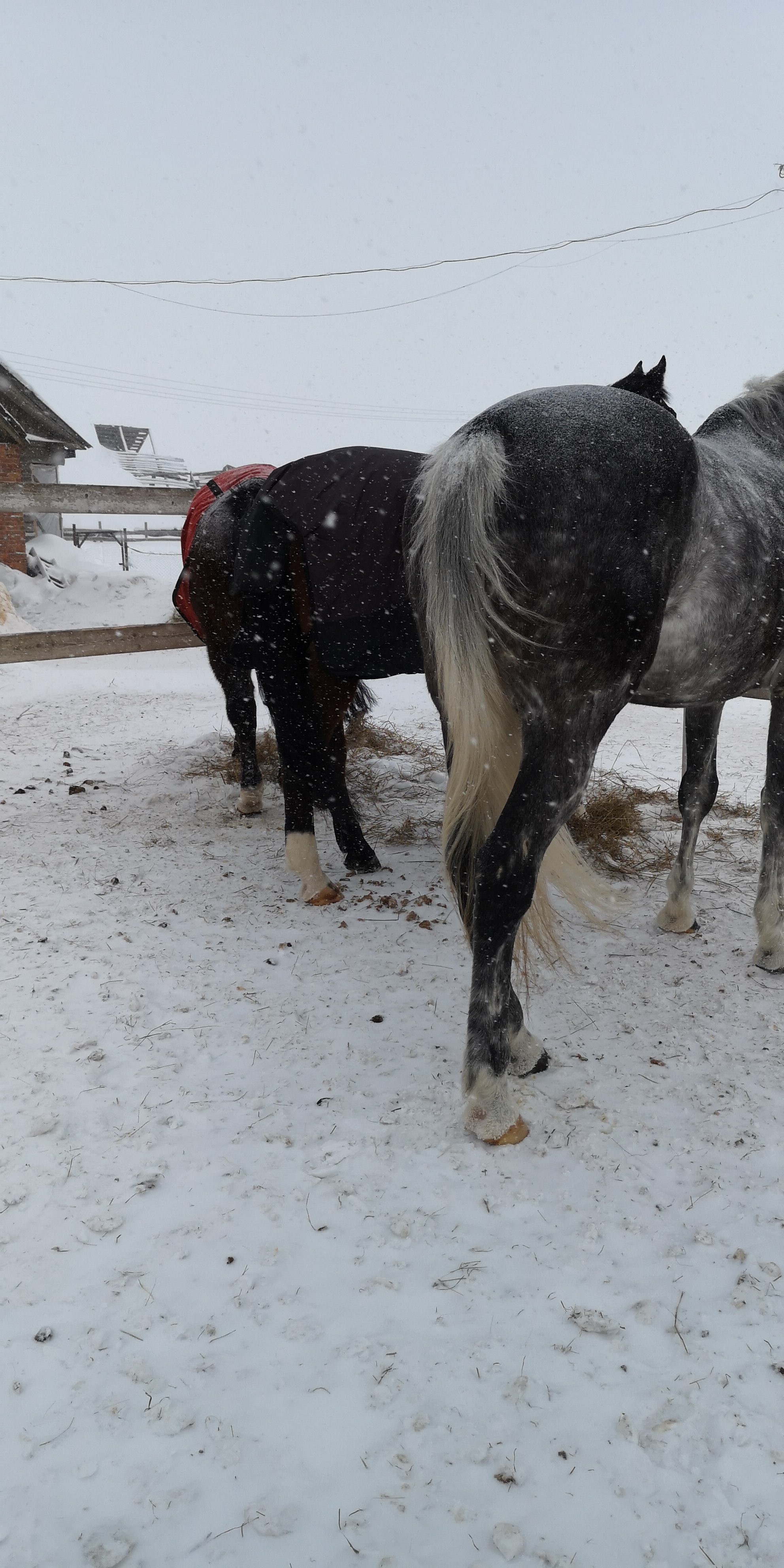 IMG-20190126-WA0037.jpeg