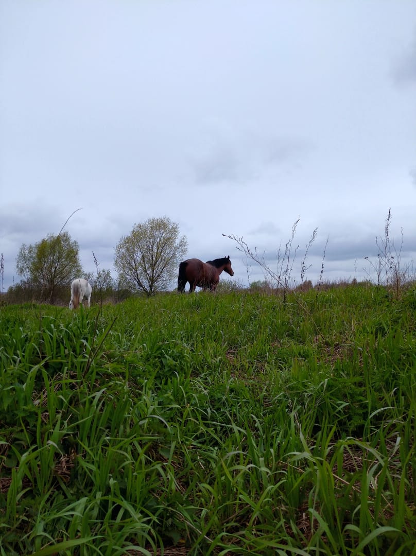 IMG-20240510-WA0000.jpg