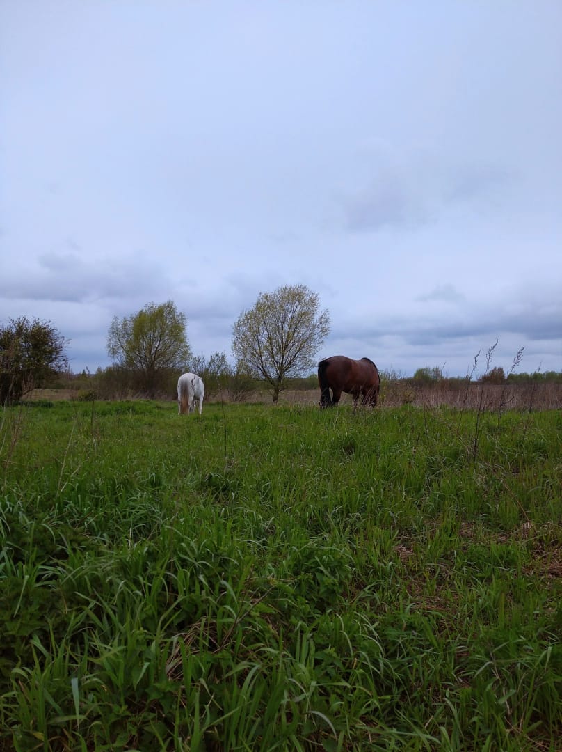 IMG-20240510-WA0001.jpg