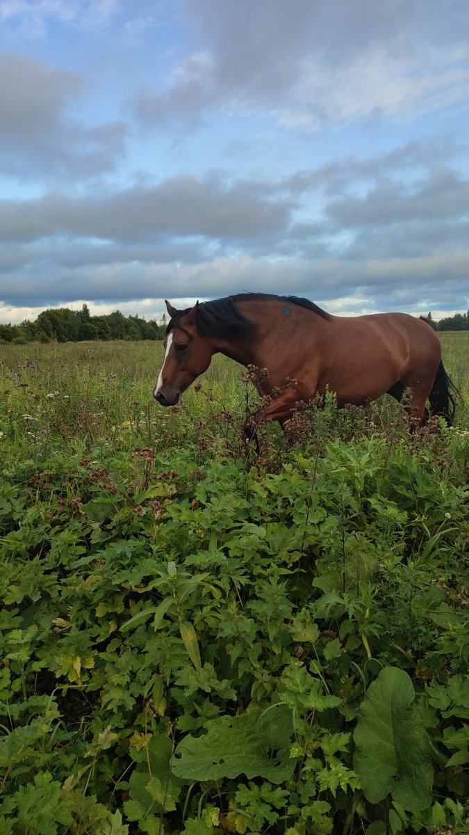 IMG-20250901-WA0138.jpeg