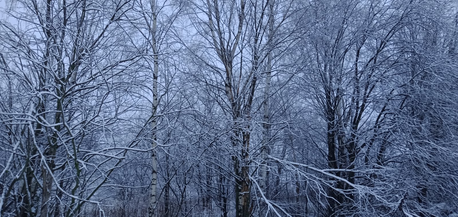 IMG20221115090838.jpg