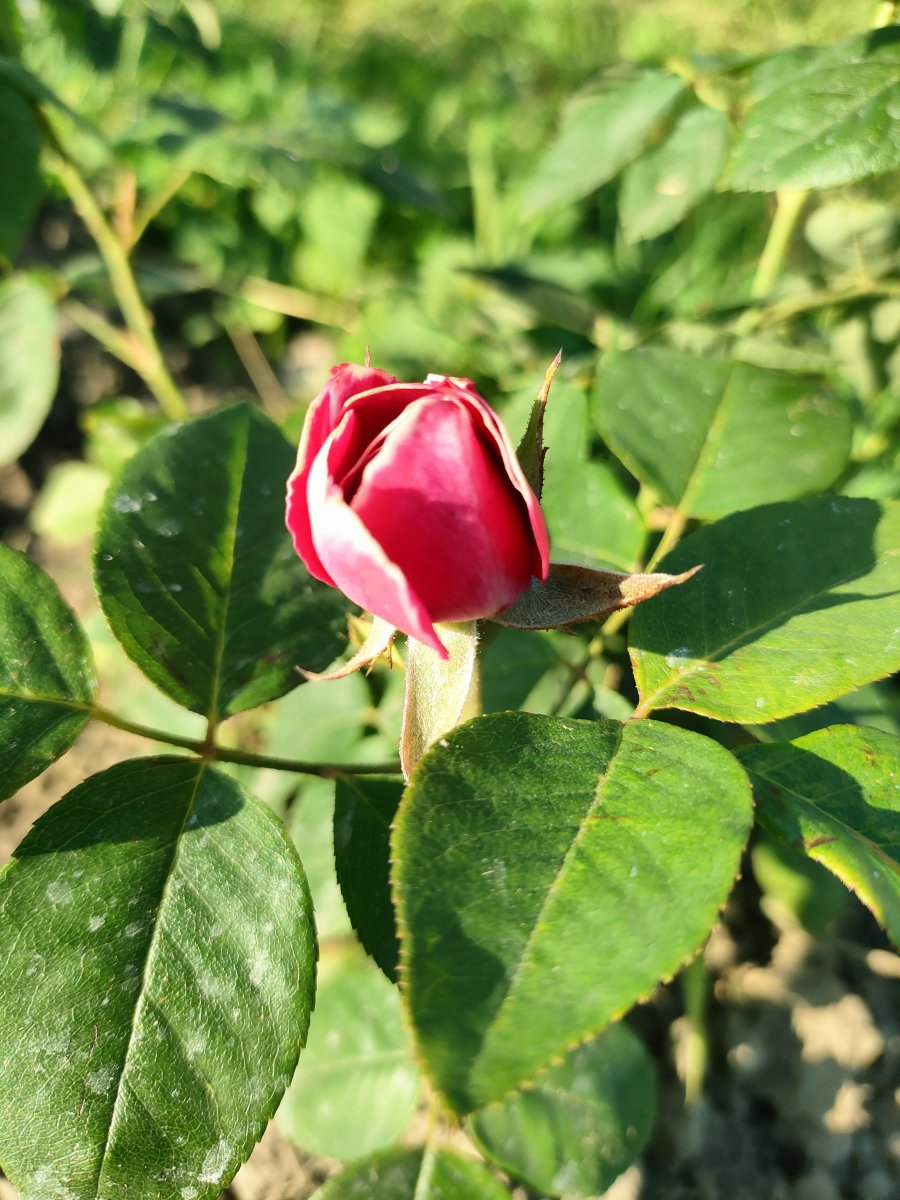 IMG20230717190820.jpg