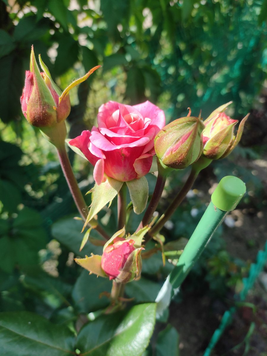 IMG20230719143851.jpg