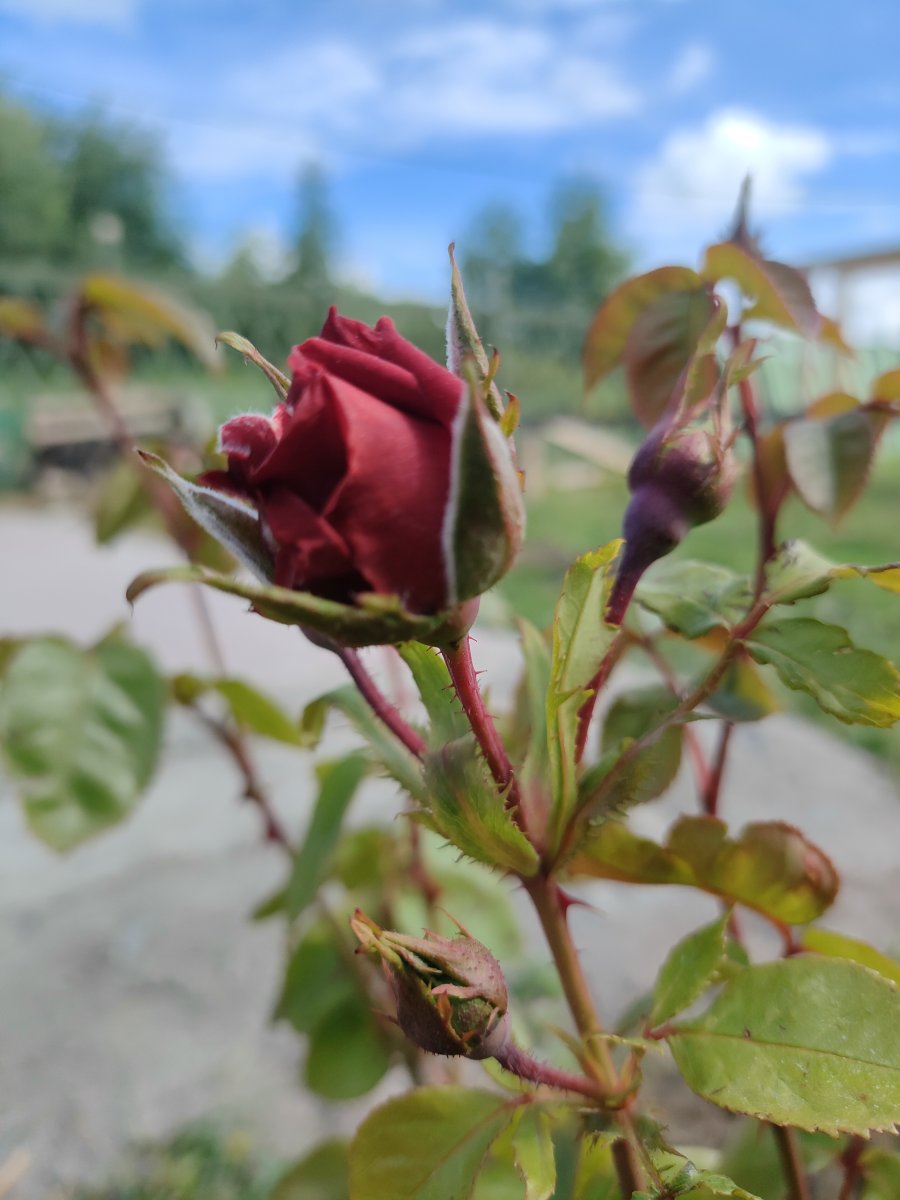IMG20230720102512.jpg