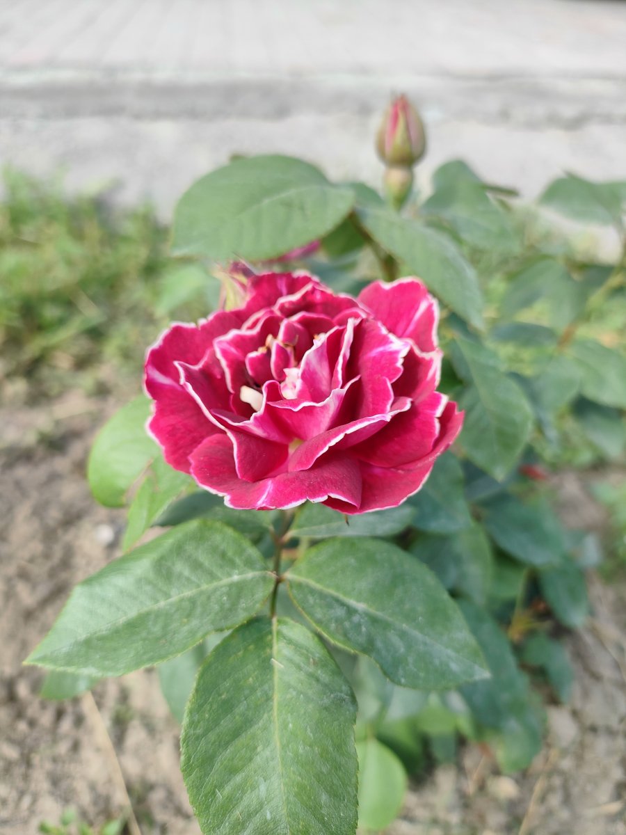 IMG20230720102653.jpg