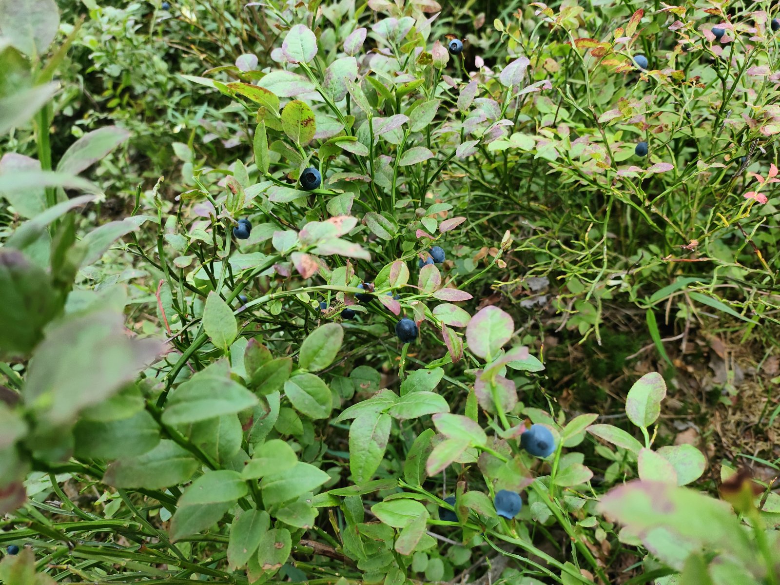 IMG20230722122610.jpg