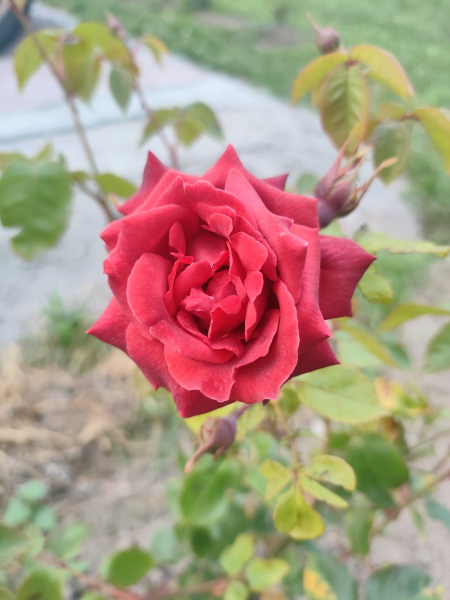 IMG20230724203418.jpg