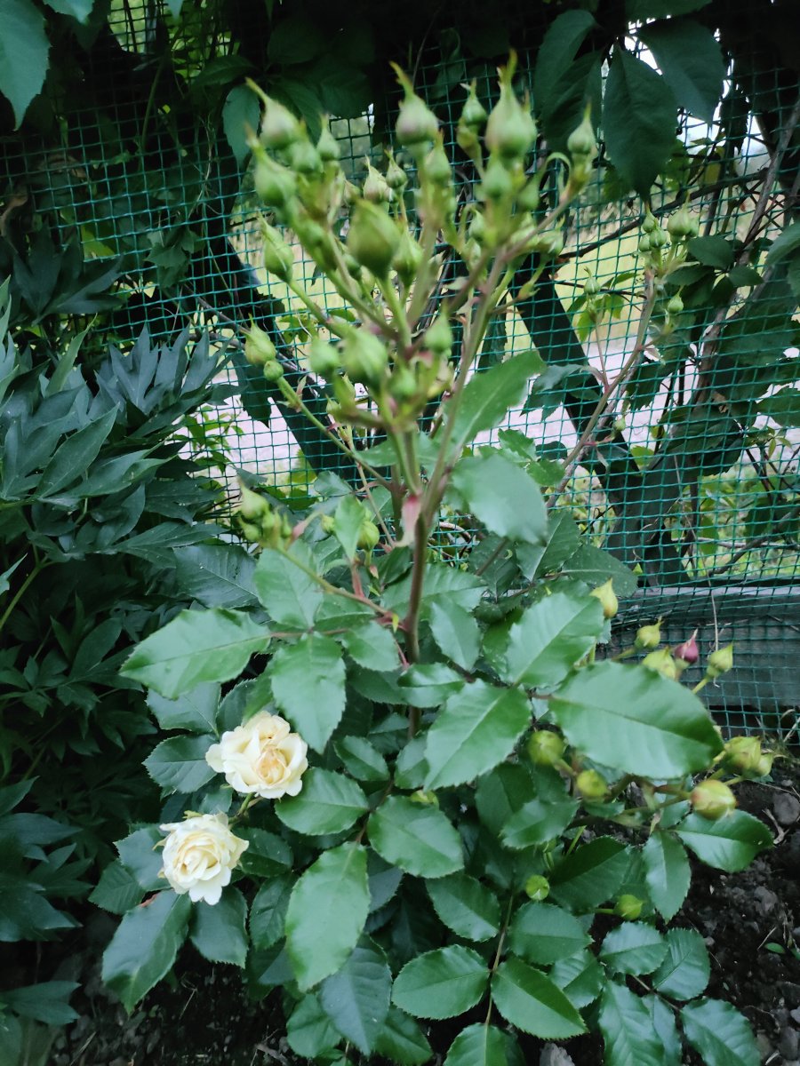 IMG20230725212746.jpg