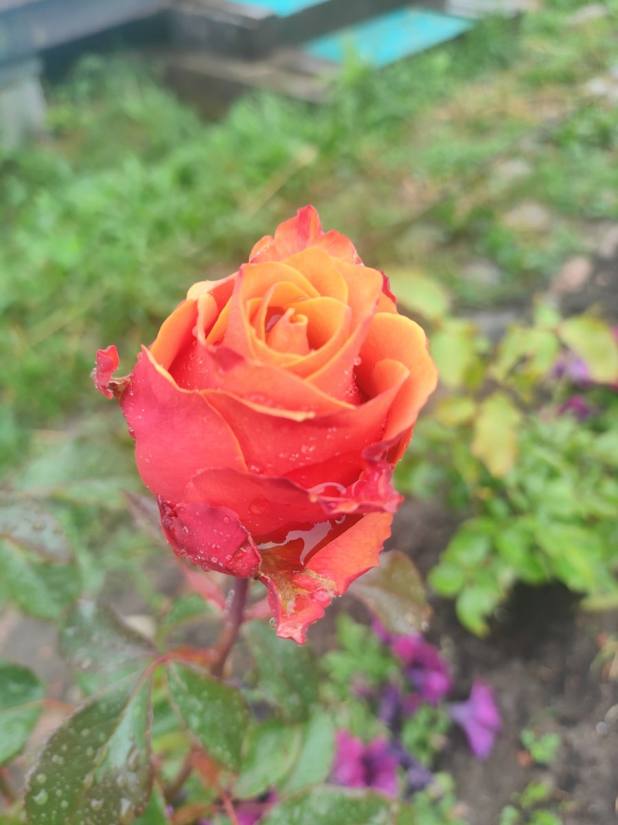 IMG20230728132535.jpg