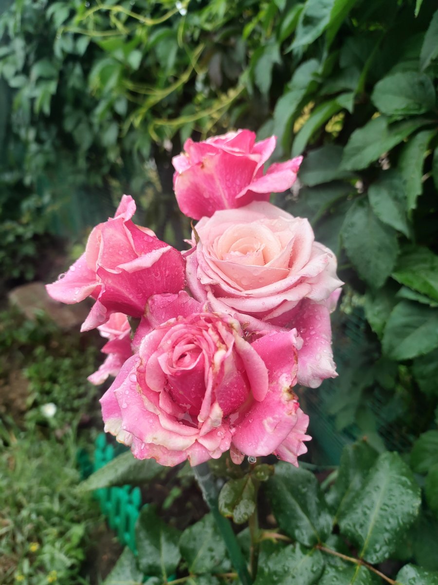 IMG20230728132618.jpg