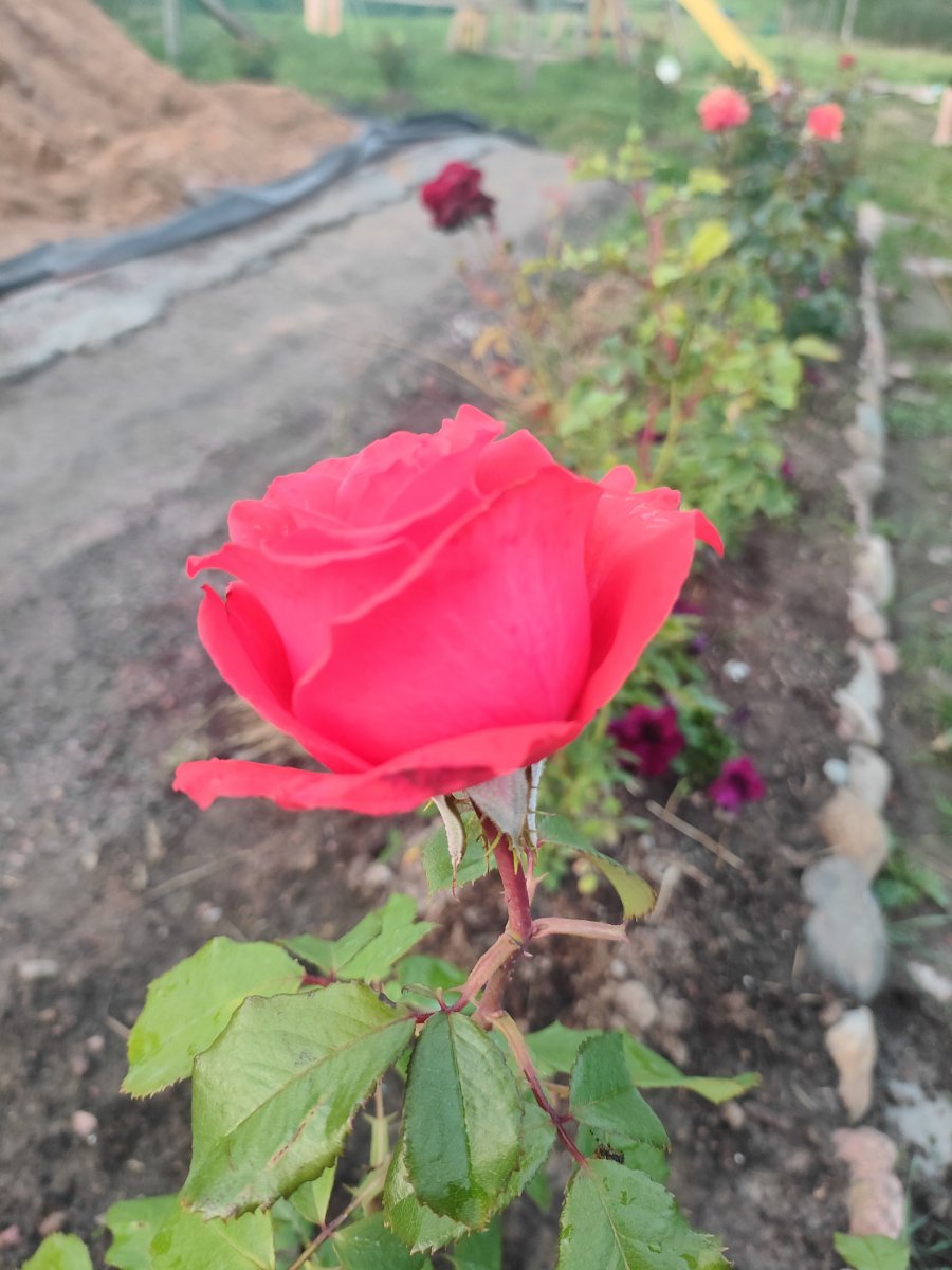 IMG20230731211935.jpg