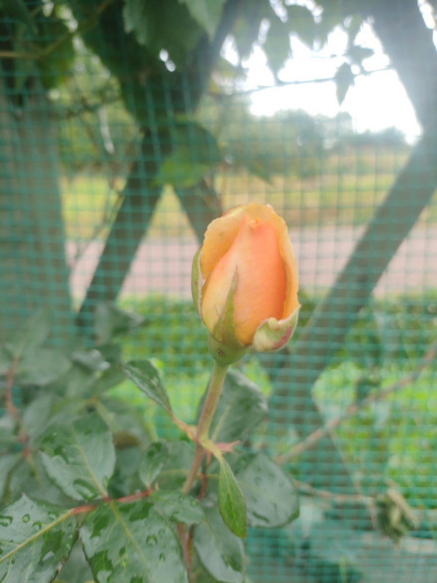 IMG20230804161753.jpg
