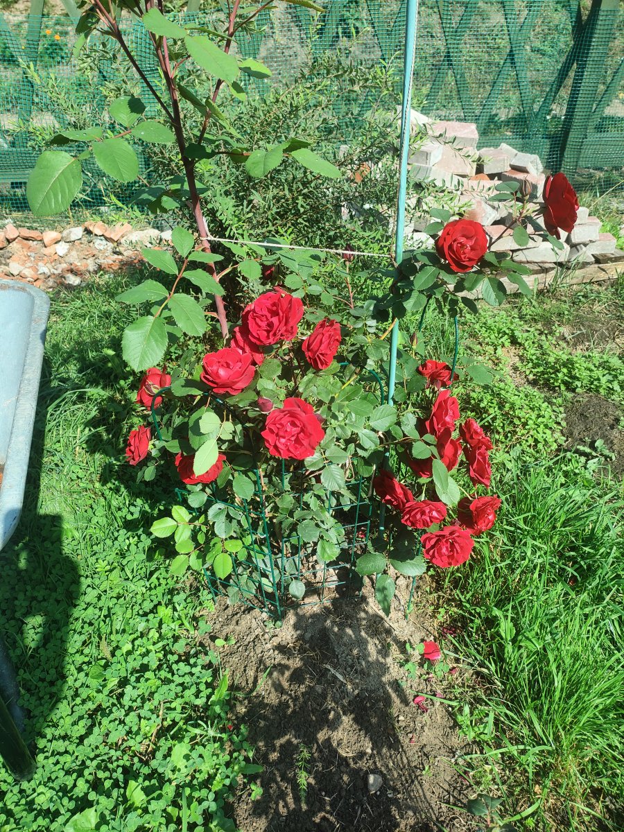 IMG20230817114027.jpg