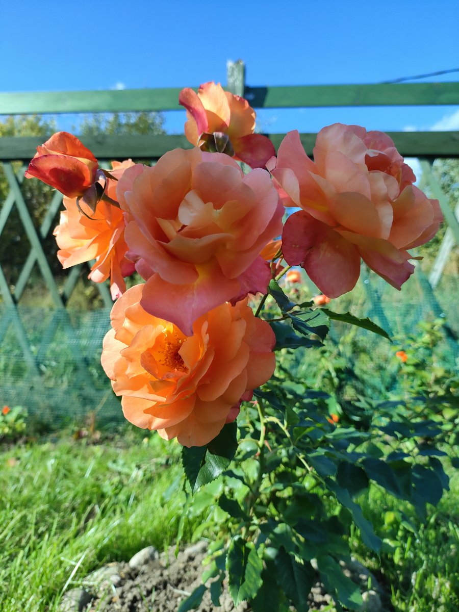 IMG20240826154027.jpg