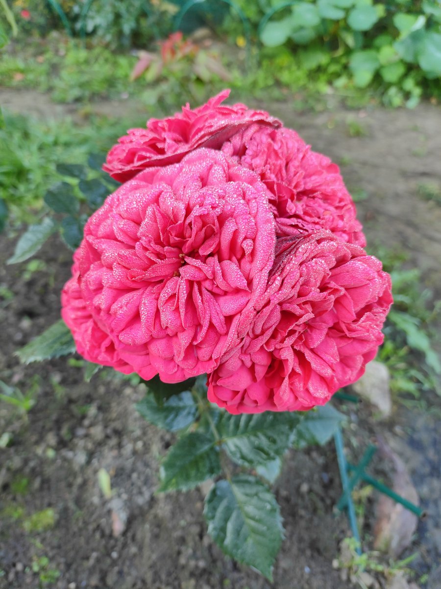IMG20240907093155.jpg