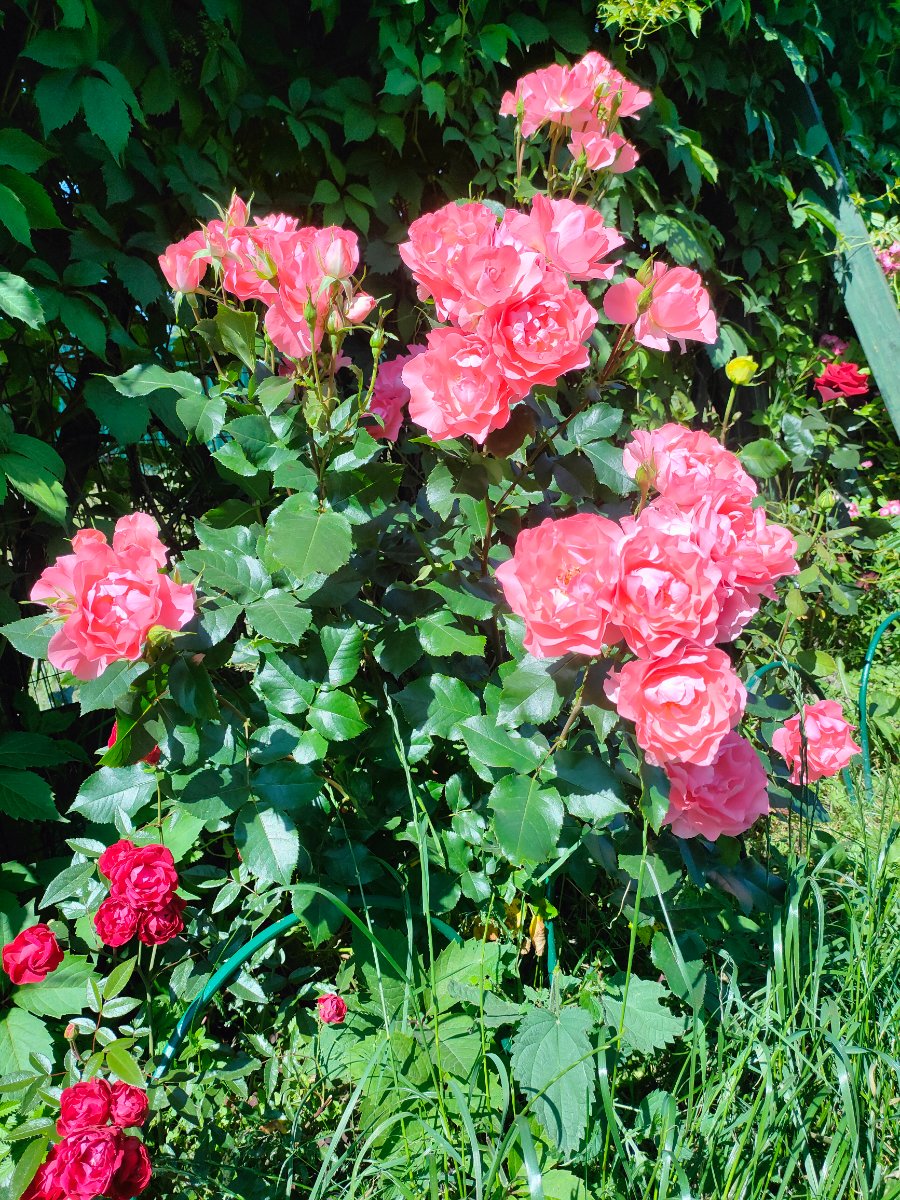 IMG20250718115927.jpg