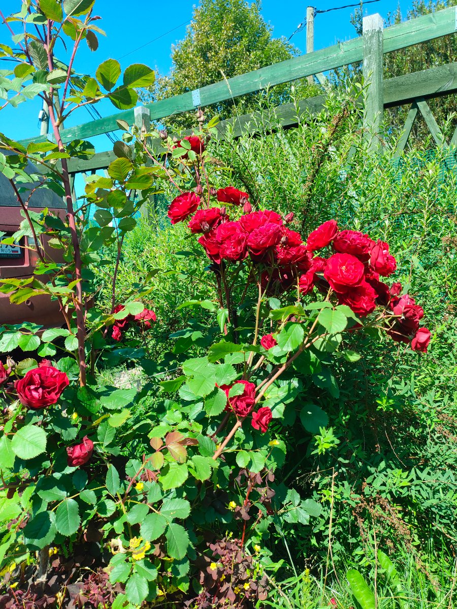IMG20250718120037.jpg