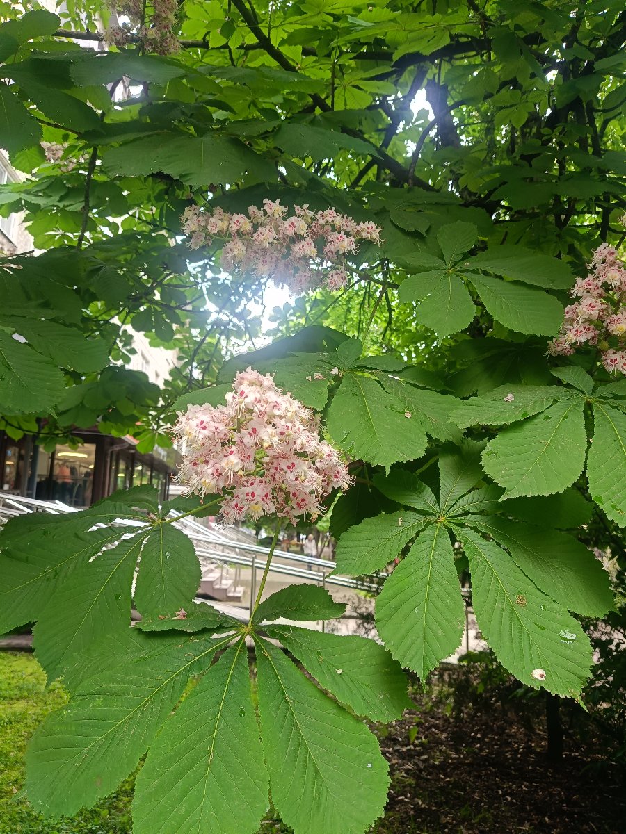 IMG20260515143241.jpg
