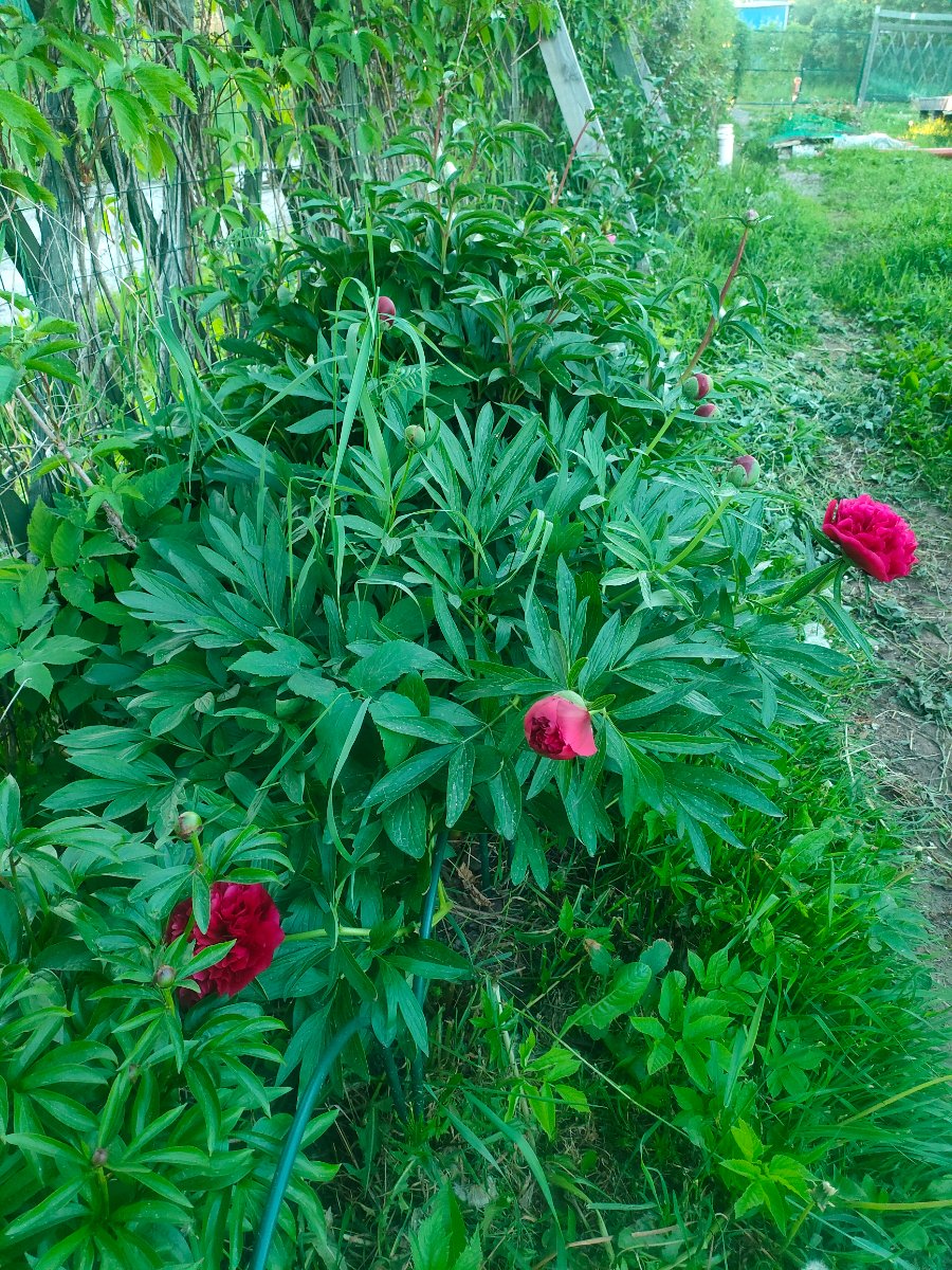 IMG20260607212800.jpg