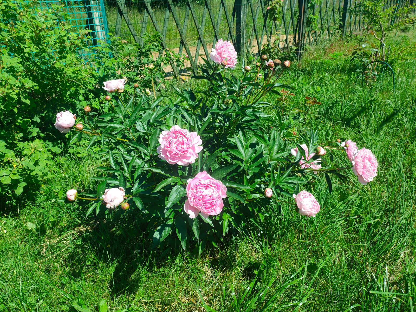 IMG20260622122434.jpg